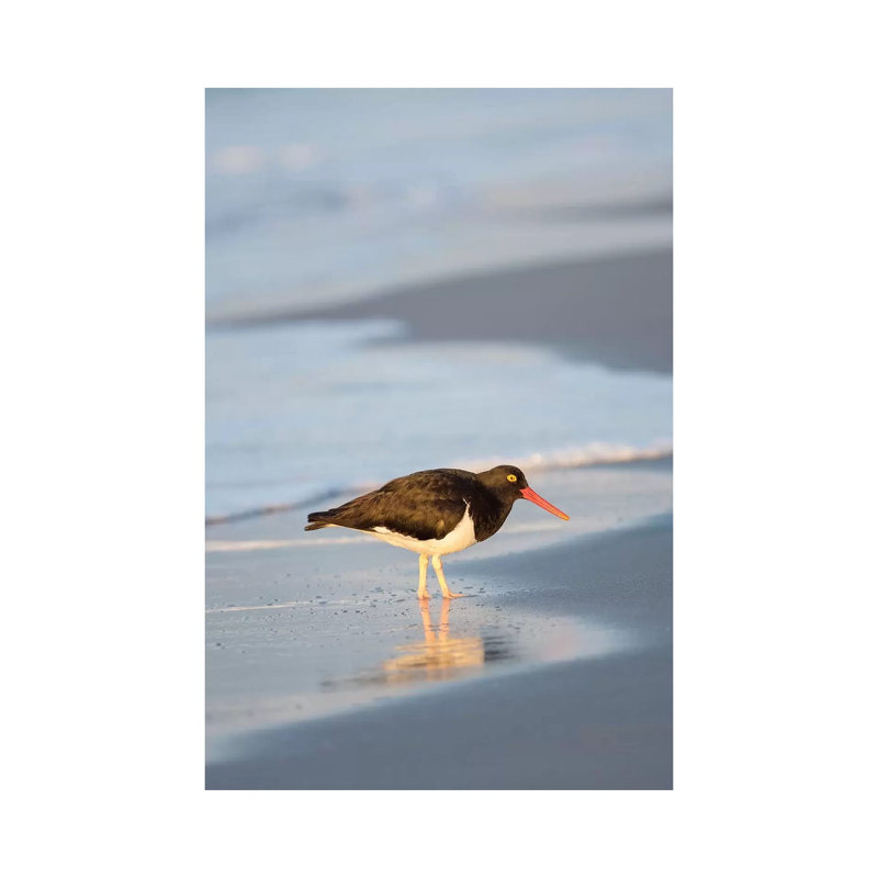 Magellanic Oystercatcher, Sea Lion Island, Falkland Islands. by Martin Zwick - Wrapped Canvas Print