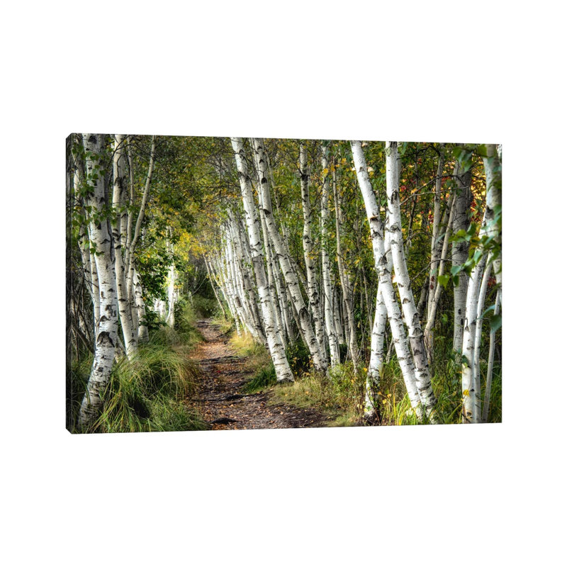 A Walk Through The Birch Trees by Danny Head - Print on Canvas, No Frame, 66.04 cm H x 45.72 cm W x 1.91 cm D, No Frame