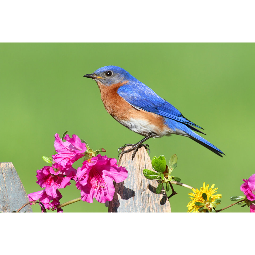 Eastern Bluebird by SteveByland - Wrapped Canvas Print
