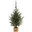 Pinetree In Box, Medium - 55 Inches