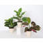 Live Prayer Plant Trio Set In Biodegradable Pots-78391204