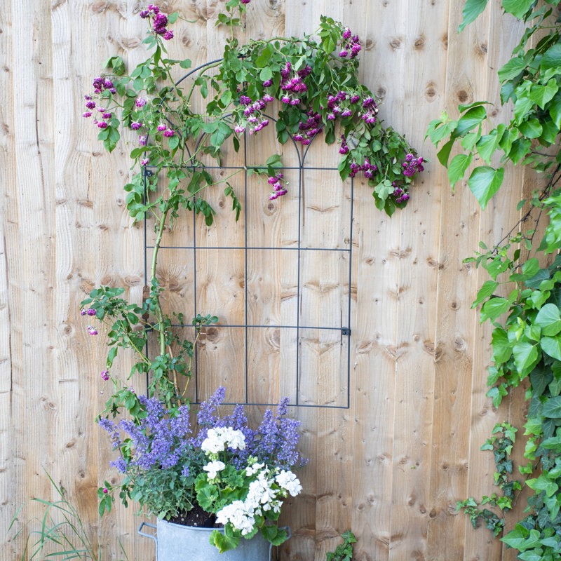 Treillis mural rond RHS 61 x 99 cm, support pour plantes grimpantes en acier noir mat