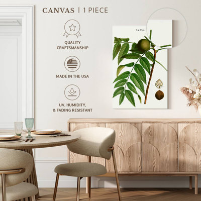 Keiri Black Walnut Juglans Nigra