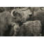 «Highland Cow Under Cover Neutral» par Nathan Larson - impression-1830417260-1868585607
