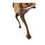 Bureau en bois massif Windsor