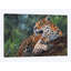 «Jaguar in Tree», impression sur toile-33109439-72400707-72400701