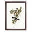 Northern Cuckooshrike by Elizabeth Gould - Framed Print-55577075-55577078
