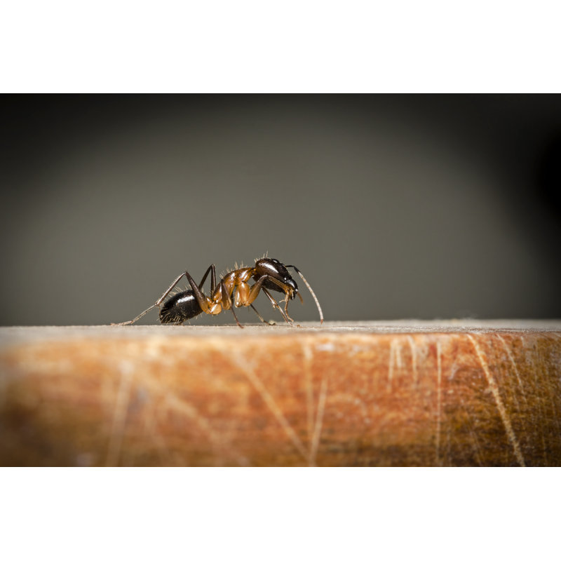 Cosetta Black Ant by Karnstocks - Wrapped Canvas Print, 51cm H x 76cm W x 3.8cm D