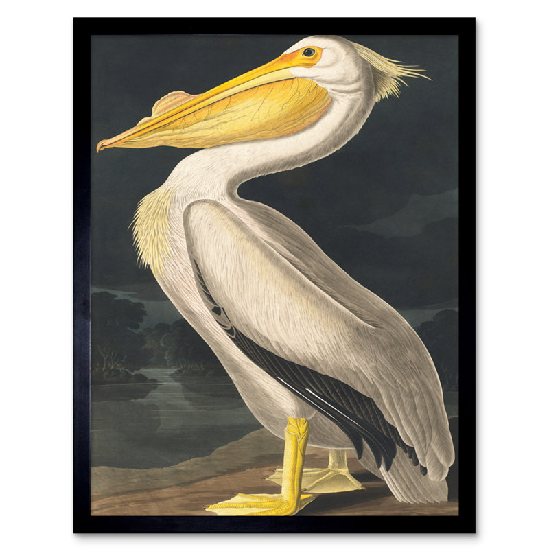 John James Audubon Style Pelican Bird - Single Picture Frame Print