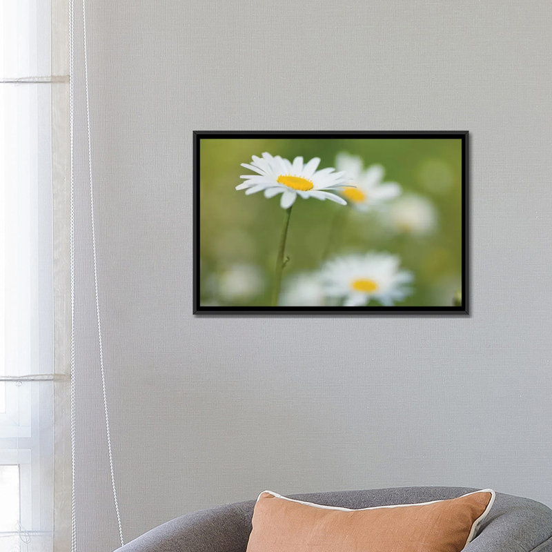« marguerites », impression sur toile, H 18 po x l 26 po x P 1,5 po, Toile avec cadre noir, Pas de tapis