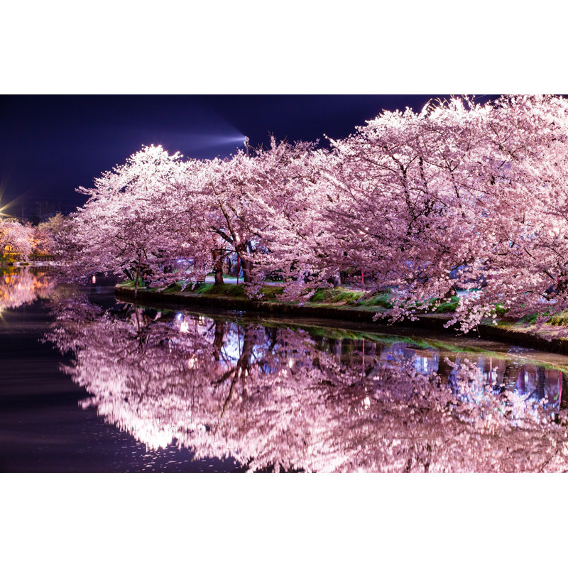Sakura Trees - Wrapped Canvas Print, 81cm H x 122cm W x 3.8cm D