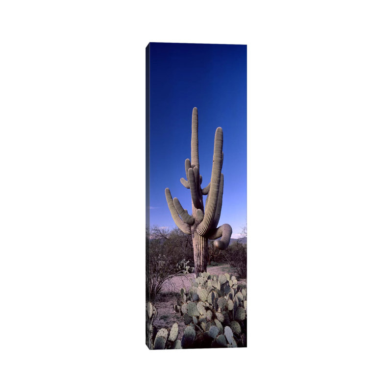 Low Angle View Of A Saguaro Cactus - Wrapped Canvas Panoramic Print, 30.48 cm H x 91.44 cm W x 1.91 cm D