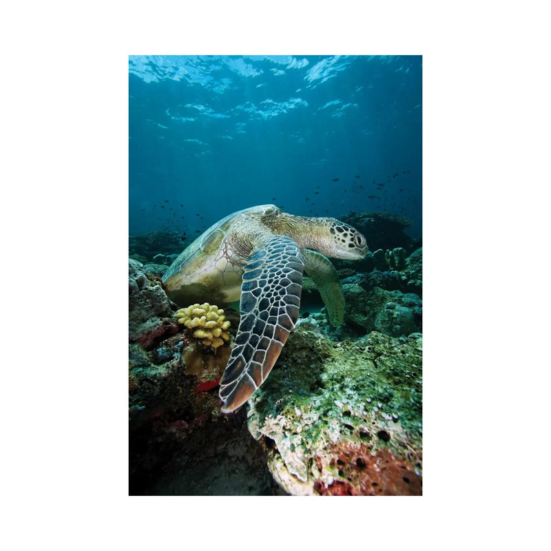 Green Sea Turtle On Coral Reef, Endangered, Sipadan Island, Celebes Sea, Borneo by Hiroya Minakuchi - Wrapped Canvas Print