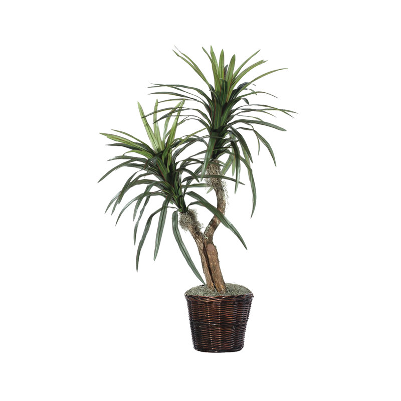Marginata artificiel en pot dans un panier