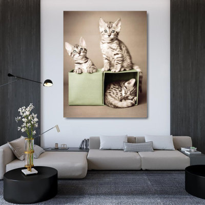 Chatons du Bengale