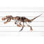 Imprimé squelette Topeka Big T-Rex sur bois blanc-754819628