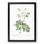 White Rose in Bloom by Pierre-Joseph Redoute - Picture Frame Art Prints-55612698-55612700