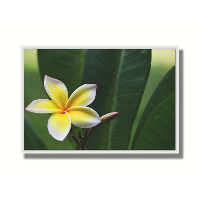 Lone Plumeria par Kelly Wade. Estampe numérique