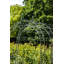 Fleur-De-Lys 145cm W x 240cm D