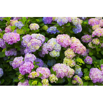 " Hydrangea Flowers In A Garden "