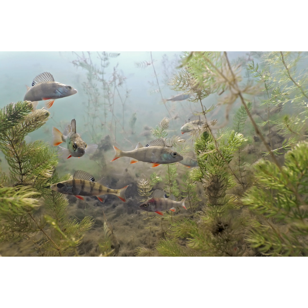 Leinwandbild Unterwasseraufnahme eines Schwarmes von Barschen mit Wasserpflanzenleben