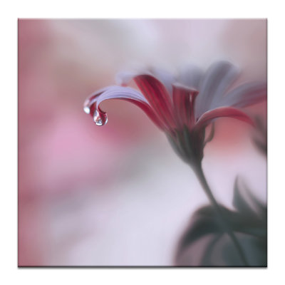 Print on Canvas