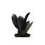 Live Burgundy Rubber Plant-49662165