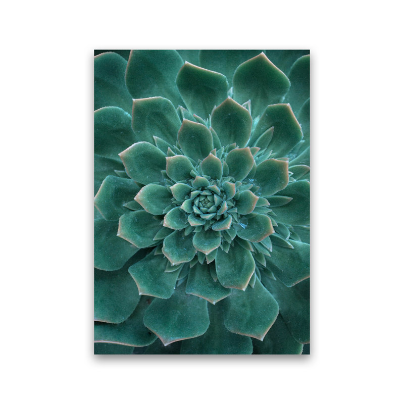 Green Succulent Plant by Victoria Frost - Print, Unframed, 42cm H x 30cm W x 1cm D