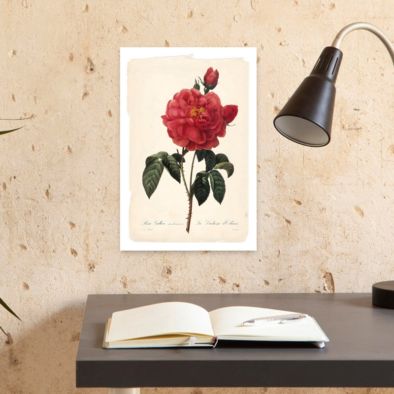 «Red Botanical III Elegant Realistic Vintage Rose Flower Nature», art mural, H 18 po x l 12 po
