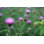 " Thistle Flower "