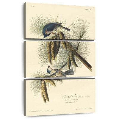 Brampt Crested Titmouse