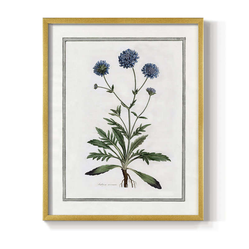 «Soft Botanical II», reproduction encadrée - bois massif, H 15 po x l 12 po, Doré