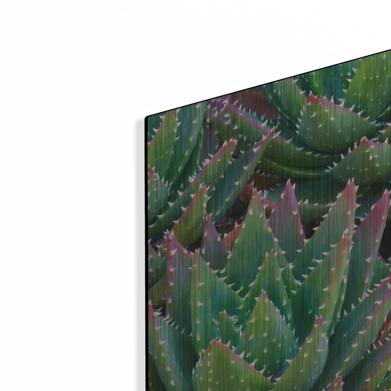 «Succulents II» par Dennis Frates, H 16 po x l 24 po