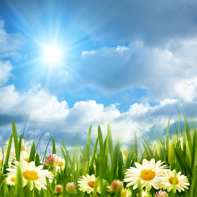 " Beauty Meadow With Chamomile Flowers Under Bright Summer Sun "