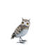 Hibou gris