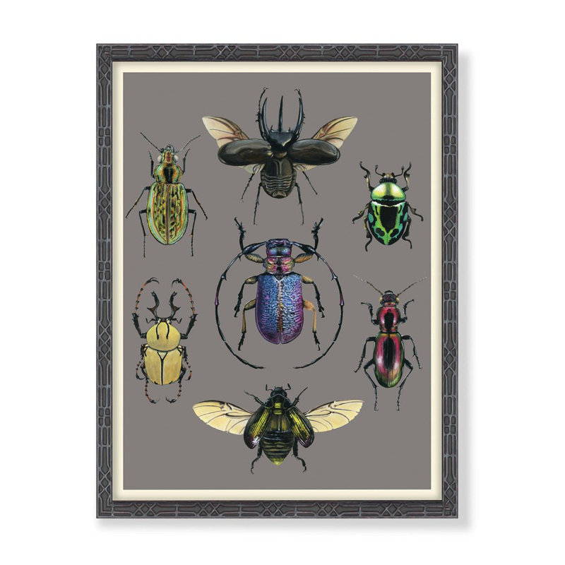 Entomology Beetles Chart Print by Thicket Design