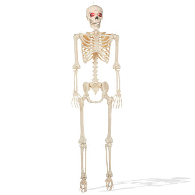 5' Animated Full Size Halloween Skeleton with Lightup Eyes and Speaker