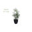 Areca Palm Tree with Wash Planter UV Resistant (Indoor/Outdoor)-33118717-33118719
