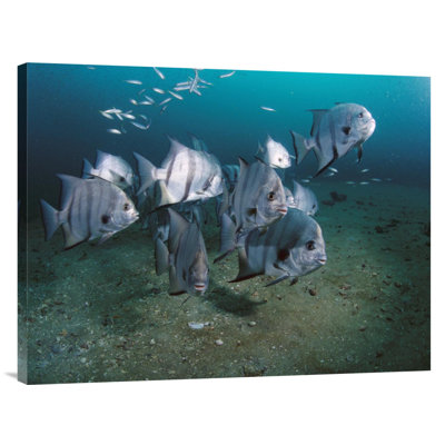 " Atlantic Spadefish School, Gray " Print