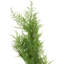 Guirlande de Noël artificielle en cèdre vert et brun 5 pi x 8 po - non éclairée