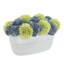 Assorted Sedum in Ceramic Pot