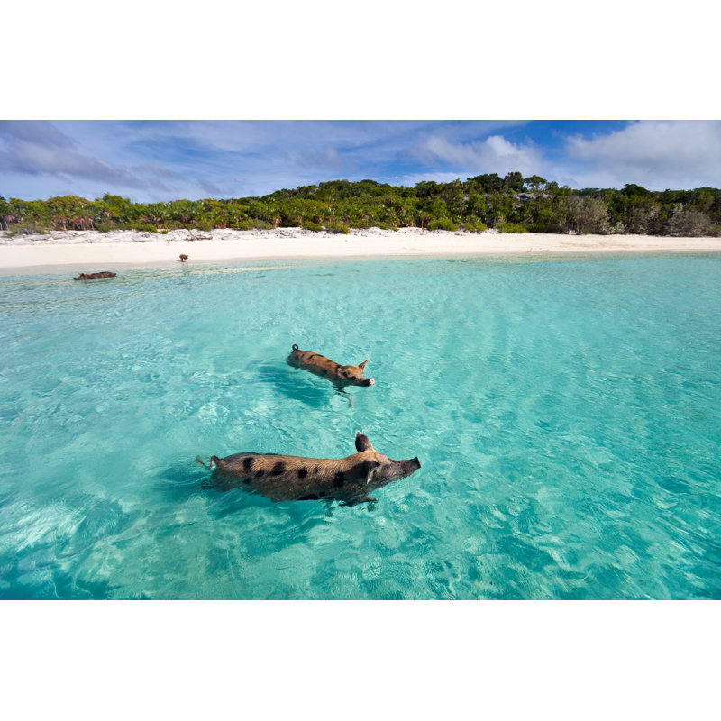Pigs Swimming In The Sea In Exuma by Shalamov - Wrapped Canvas Print, 61cm H x 91cm W