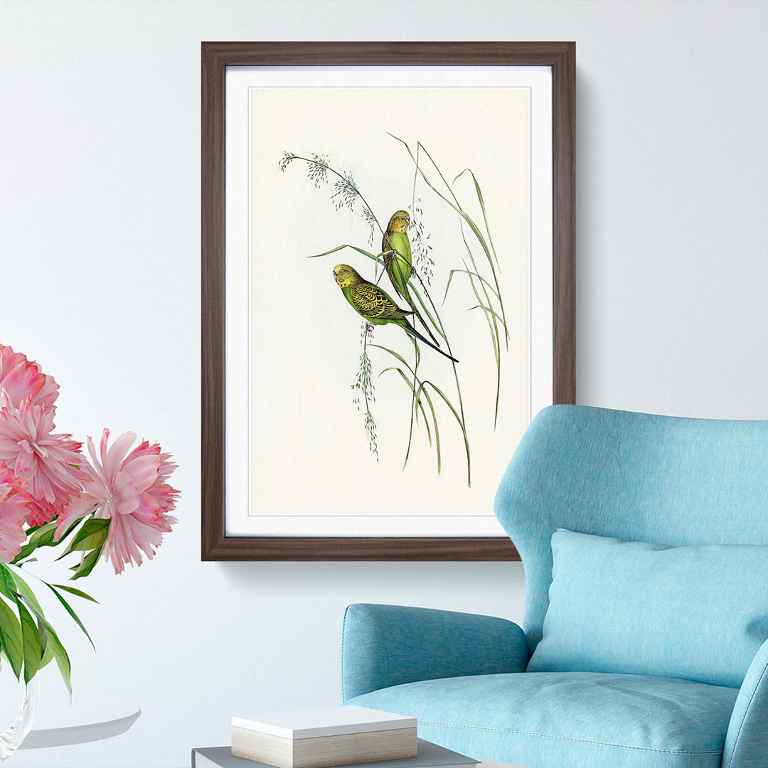 Warbling Grass-Parakeets by Elizabeth Gould - Framed Print