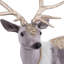 Cerf debout