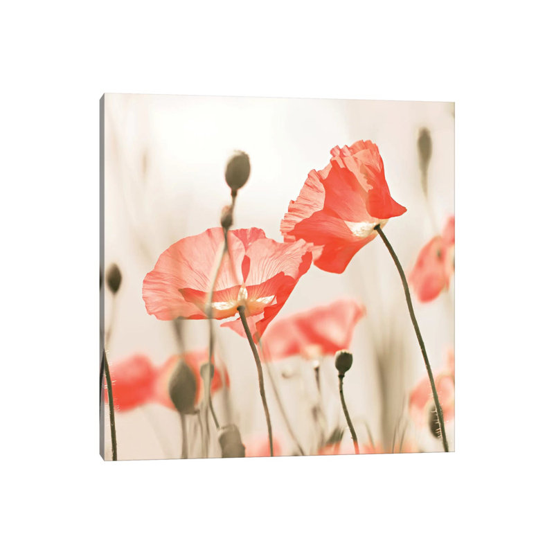 Poppy Flowers Peach Square by Monika Strigel - Wrapped Canvas Print, 30.48 cm H x 30.48 cm W