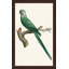 Perched Parrot 2 Print