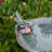 Scallop Shell Birdbath and Feeder with Stake