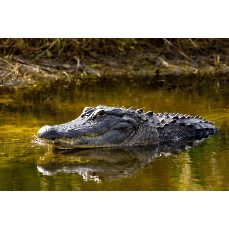 Alligator, 61cm H x 91cm W x 3.8cm D
