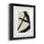 Black Framed