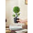 Topiary In Pot